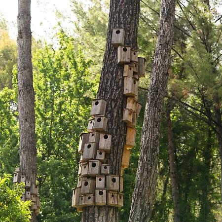 Golden Key Bordubet 5*